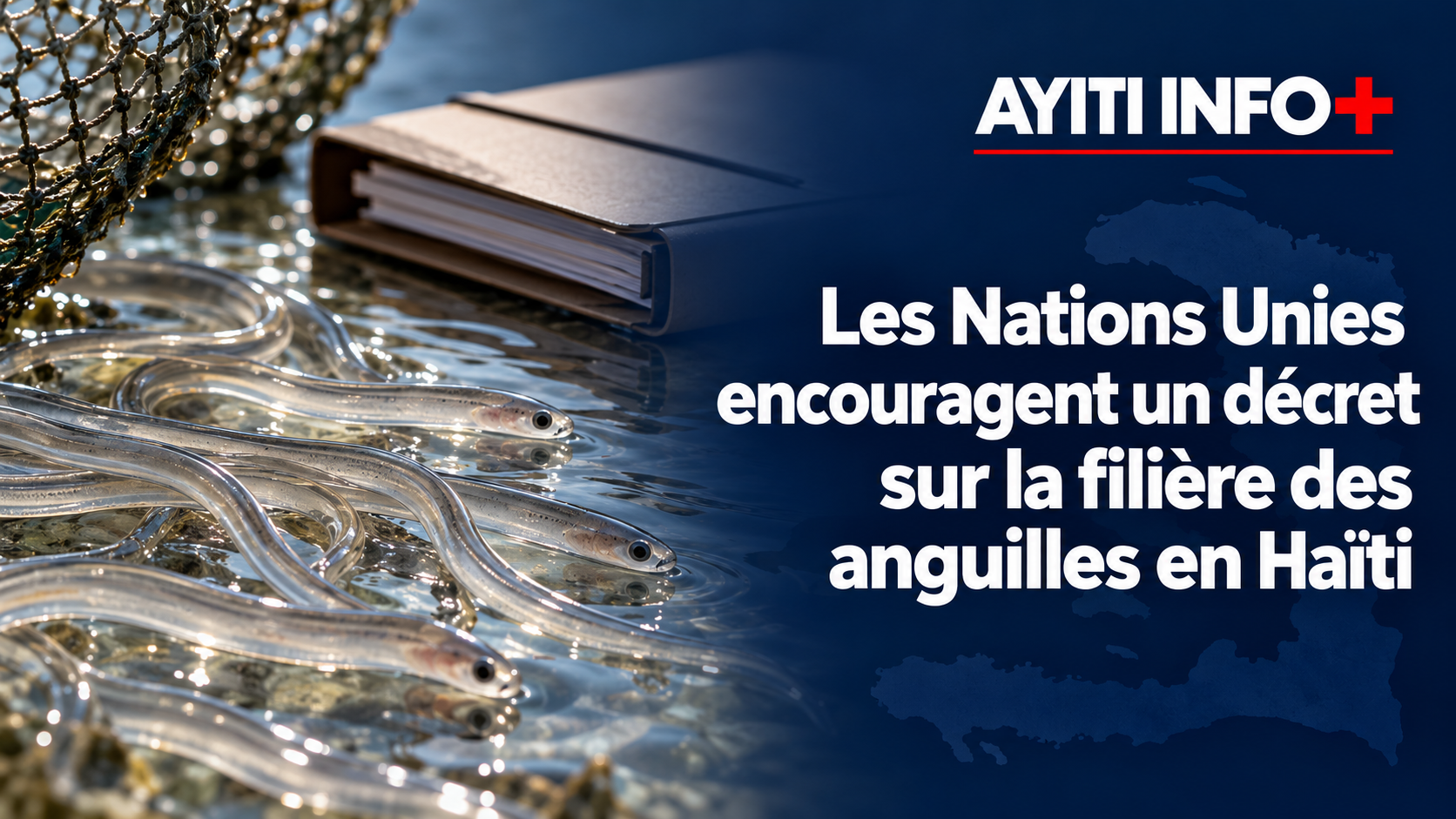 Les Nations Unies encouragent un décret sur la filière des anguilles en Haïti